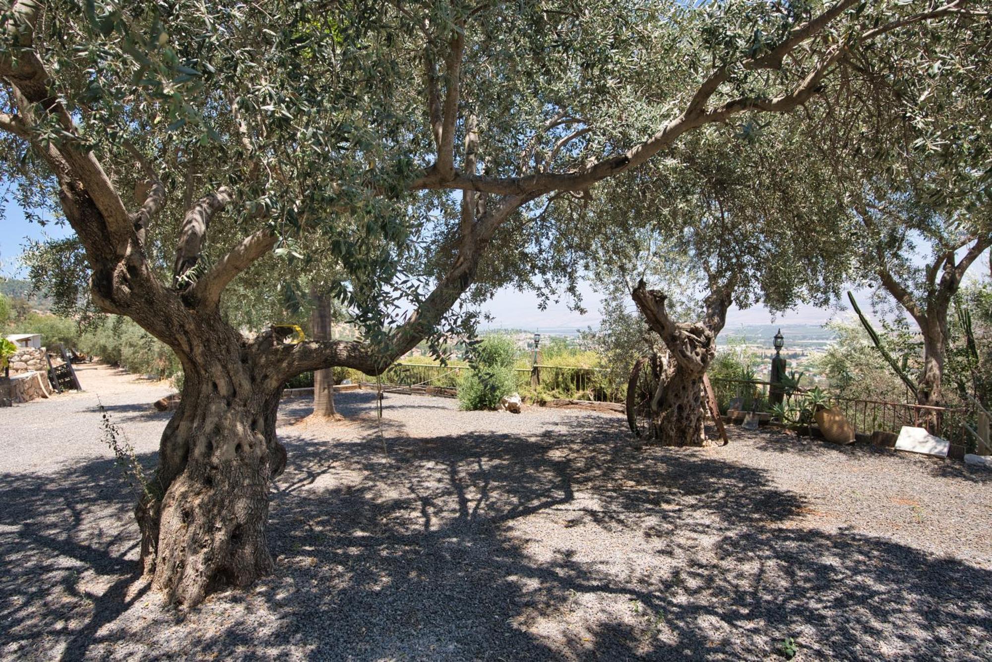Hameiri Estate Rosch Pina Exterior foto
